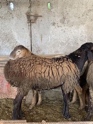 нужен кот: Продаю | Баран (самец), Овца (самка), Ягненок | Для разведения — 3