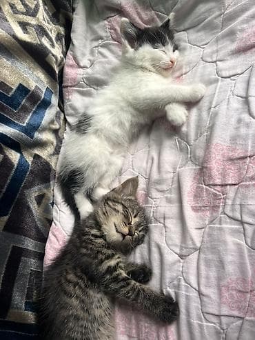 котята в канте: Отдаём котят в добрые и заботливые руки! 🐾 Котята очень ласковые — 1