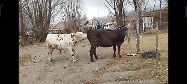 сколько стоят кролики домашние: Продаю | Бык (самец) | Монбельярд | Для разведения | Привязанные — 2