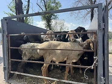 лабрадор цена бишкек: Продаю | Овца (самка), Баран (самец) | На забой — 1