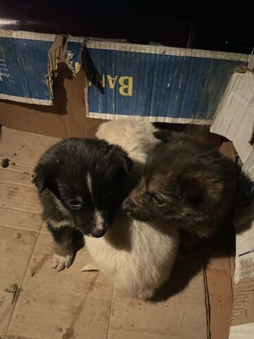 Ит кууту: Щенки — 3