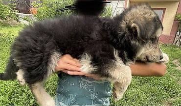 Продажа собак: 3 месяца, Самец — 2