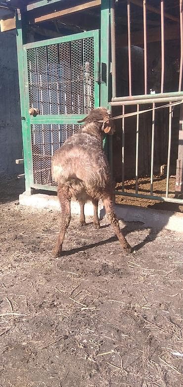 бенгальская кошка цена бишкек: Продаю | Баран (самец) | Для разведения | Племенные — 6