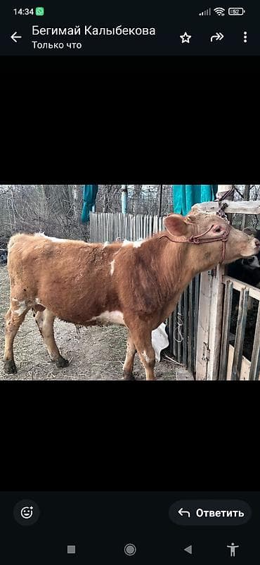 Продаю | Бык (самец) | Полукровка | На откорм | Племенные