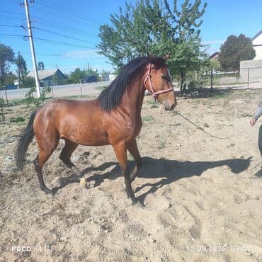 продам домик для кошки: Продаю | Кобыла (самка) | Английская | Для разведения | Племенные — 1