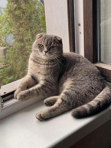 Вязка: Скотиш Фолд (Шотландская вислоухая), Мальчик, 1 год, С документами, С прививками