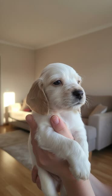 боп ит купить в бишкеке: Кокер-спаниель, 1 месяц, Самец — 1