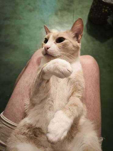 кошки в добрые руки: Более 5 лет, Девочка — 1