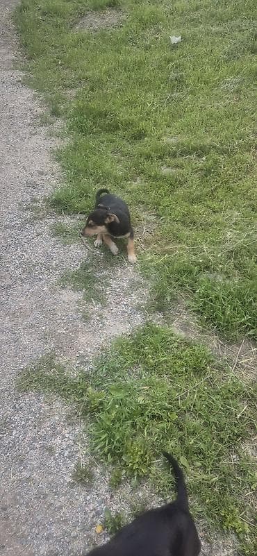 Щенки метисы (похожие на овчаристых) — окрас черный с подпалом