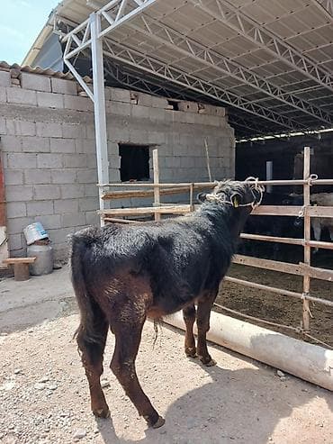 chi su: Продаю | Бык (самец), Музоо, торпок | Ангус, Шароле — 4