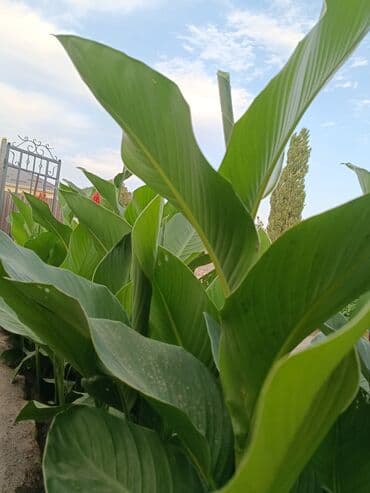 грецкий орех очищенный цена за 1 кг бишкек: Саженцы цветка: Канна — 10