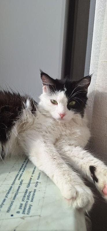 куда можно отдать кошку: Кошка даром: Беспородная, 3 года, Девочка, Приучена к лотку — 6