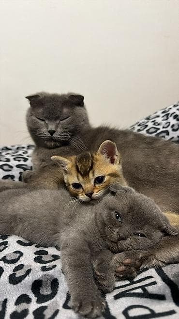 scottish fold: Шотландские котята (Scottish Fold/Scottish Straight) Описание: - — 5