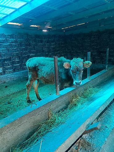 натуральный мёд: Продаю | Тёлка | На откорм — 3