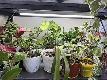 солнычный свет: Комнатные растения в горшках: - Шефлера — по 350. Компактные кустики — 9