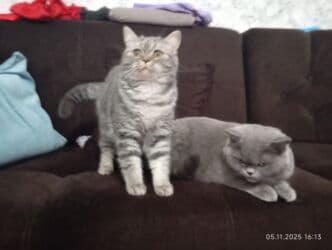 британская короткошёрстная кошка сколько стоит: Британская короткошёрстная, 1 месяц, Девочка, Голубой — 2