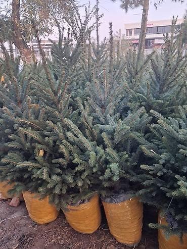 ковры метраж: Ель голубая (Picea pungens, голубая ель) с комом земли - Порода — 3