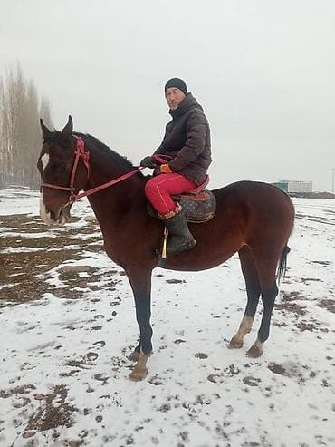 арабская лошадь: Продаю | Конь (самец) | Английская | Конный спорт | Племенные — 4