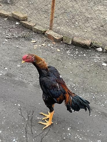 Коровы, быки: Продаю | Петух | Бойцовая | Для разведения — 1