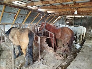 А/ч жаныбарларын сатам: Сатам | Бээ (ургаачы) | Союуга, Көбөйтүү үчүн, Сүт алуу үчүн — 5