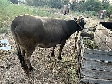 голова корова: Продаю | Корова (самка) | Привязанные — 2