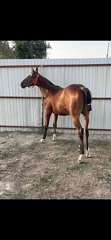 скот обмен на авто: Продаю | Жеребец | Английская | Конный спорт — 3