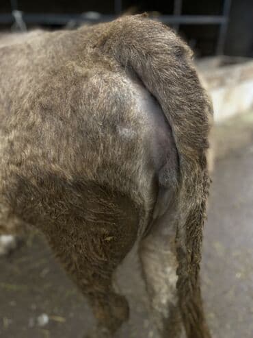 сколько стоит собака породы корги: Продаю | Корова (самка) — 3