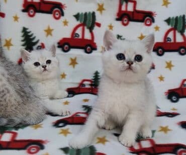 британская короткошерстная кошка золотая шиншилла: Британские котята, окрасы серебристый шиншилла и серебристый — 1