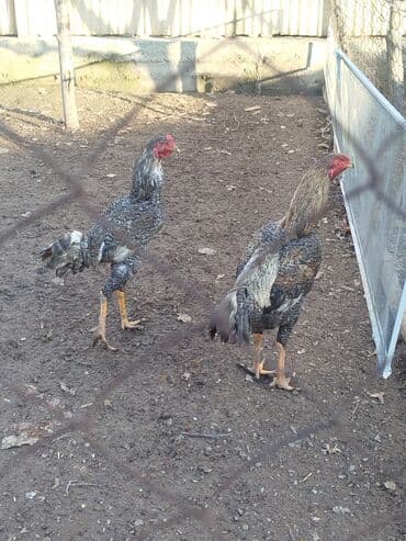 весы для животных: Короздор сатылат активный алмашу жолдору бар адрес Бишкек Заря Тынчтык — 2