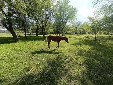 сибу ину: Продаю | Жеребенок | Дончак | Для разведения — 4