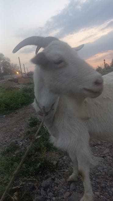 уй кой: Продаю | Коза (самка) | Для молока | Племенные — 2