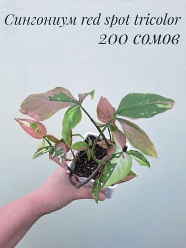 цветы комнатные оптом: • Комнатные растения (укоренённые черенки/детки/молодые — 9