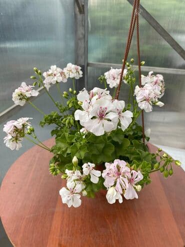 асбест бишкек: Пеларгония (плющелистная) — 6