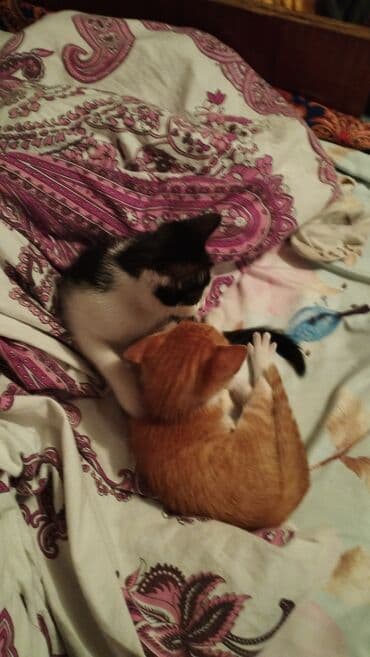 если не кастрировать кота: Котята домашние, короткошерстные. - Окрас: один черно‑белый — 3