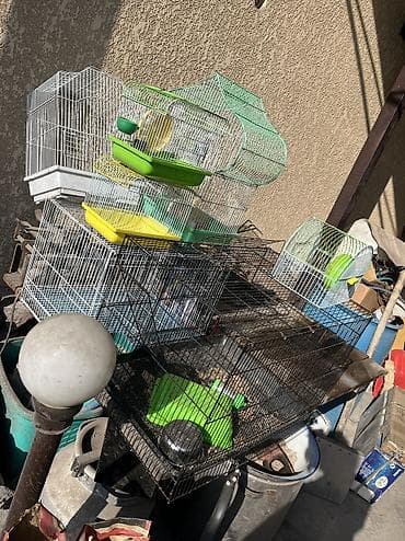 купить шимпанзе живую цена: Продаю клетки для животных 3 клетки для попугаев, 3 маленькие для — 3