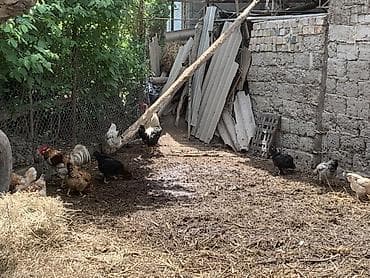 золотая шиншила кошка: Продаю | Куры | Домашняя | Для разведения — 2