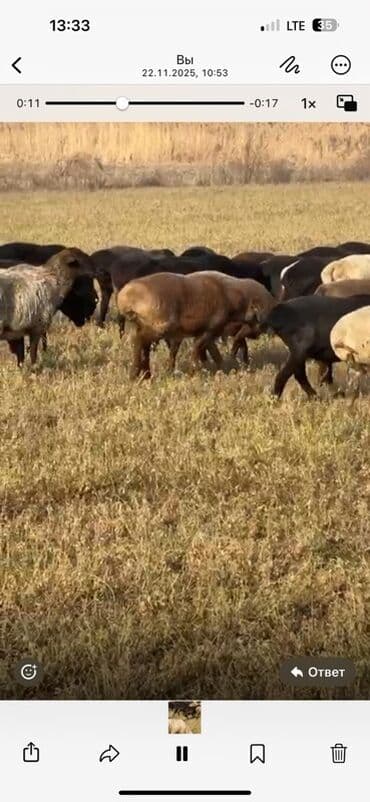 куплю авчарку васточный еврапейца кабиля: Продаю | Овца (самка) | На забой — 2