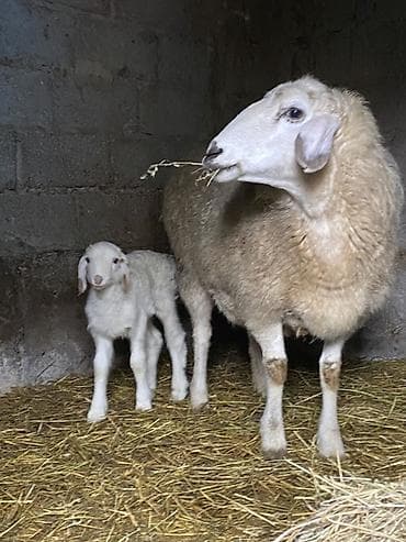 Кошки: Продаю | Овца (самка), Ягненок | На забой, Для разведения, Для шерсти | Племенные — 3