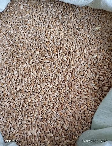 помидоры черри: Пшеница, цельное зерно - Тип: продовольственное/кормовое зерно — 1