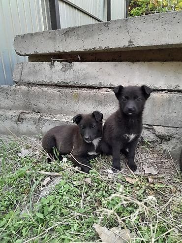 Щенки метисы, окрас черный с белыми отметинами на груди и лапках