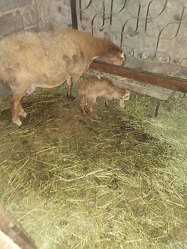 продаю бычки герофорды: Продаю | Овца (самка) | Гиссарская, Эдильбаевская, Арашан | Для разведения | Матка — 6