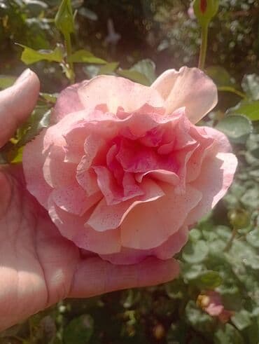 уютный домик: Гостевой домик/пристройка с отдельным входом Описание объекта: - — 6