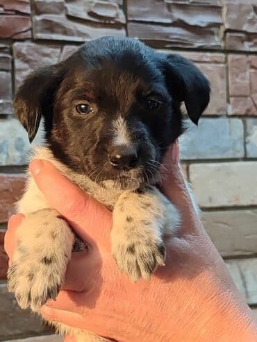 акустические системы ugreen колонка в виде собак: Срочно ищем дом щенкам. 4 мальчика и́ 2 девочки. привезём сами — 3