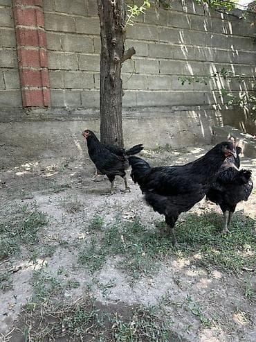 Продаю | Куры | Для разведения — 1