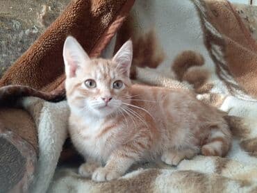 новорожденные котята: Отдам котят в хорошие руки, есть рыжие и черные — 1