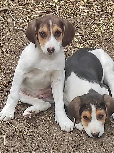 кангал цена: Щенки средних охотничьих гончих (тип триколор). Описание: - Окрас — 1