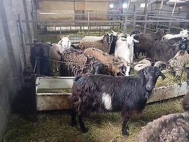 мастит: Продаю | Коза (самка) — 7