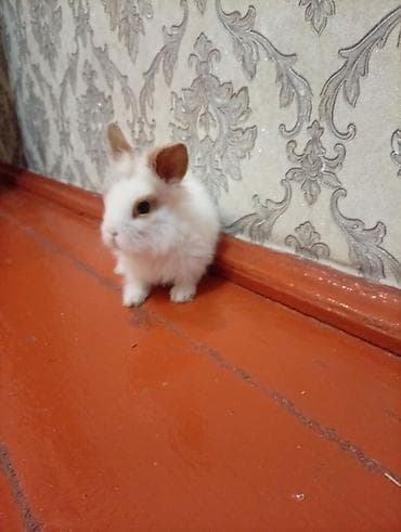 Мини-крольчонок декоративный - Порода: карликовый (пушистый тип