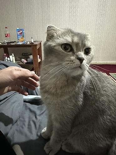 Үй жаныбарлары: Скотиш Фолд (Шотландиялык шалпаң кулак), 3 жаш, Ургаачы, Боз, Лотокко барууга үйрөтүлгөн, Документтери менен, Эмделген — 1