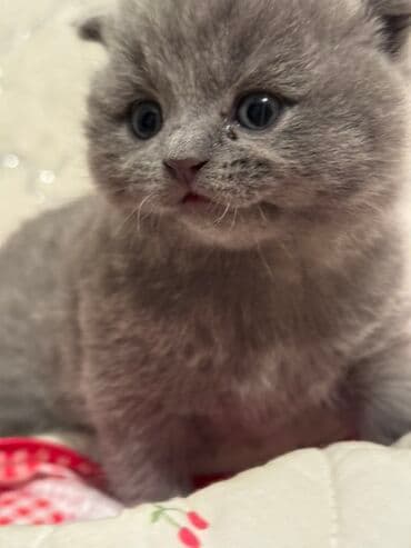 домик для котят: Открыта бронь на котят Scottish Fold и Scottish Strait,порода — 1